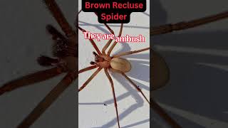 Didnt know that about Brown Recluse Spiders [upl. by Estel]