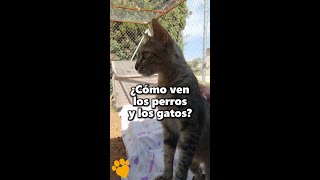 Visión de perros y gatos [upl. by Alacim]