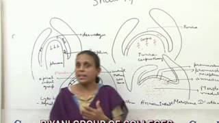 Shoot Apical Meristem lecture BSc Biology by Anupama Goyal [upl. by Oiluarb]