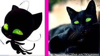 MIRACULOUS Tales of Ladybug amp Cat Noir Kwami in Real Life [upl. by Ebsen721]