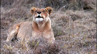 Lionesses Epic Roar at Dusk Imbali Pride [upl. by Lyred]