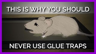 Why Nobody Should EVER Use Glue Traps [upl. by Nyleek]