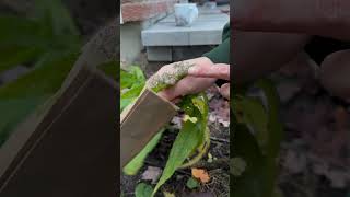 How to harvest Common Boneset Eupatorium perfoliatum [upl. by Ettenrahs]