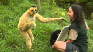 Conservation Connection White Cheeked Gibbon [upl. by Byrn392]