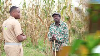 Guhinga ibigori ku butaka bukoreshejwe neza  Conservation Agriculture  Tera Intambwe Muhinzi [upl. by Niuqauj]