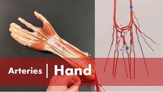 Arteries of the Hand [upl. by Kaye]