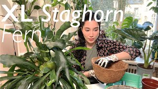 Repotting an XLarge Staghorn Fern Platycerium and Money Tree Plant [upl. by Ahsikin807]