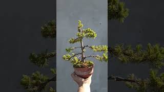 Picea glauca Conica tree in pot [upl. by Aurea527]