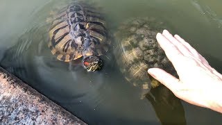 THEY USED TO BE PETS Turtle Pond in Central Park New York City [upl. by Clementi]