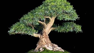 Podocarpus Bonsai Tree Care Guide [upl. by Ciprian]