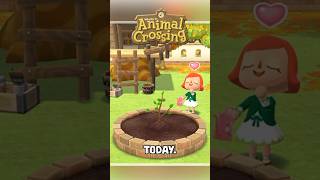 New TREE Released TODAY in ANIMAL CROSSING shorts animalcrossing acnh [upl. by Brigid]