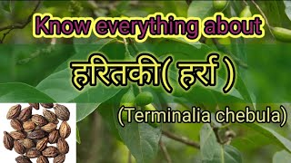 हरितकीहरड़Terminalia chebula  Ayurvedic Medicinal Plant  Dravyagun  Bams2ndyear [upl. by Cheria35]