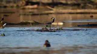 Two male Mallard ducks fighting at Heron County Park Wetlands Boardwalk Vermilion County Illinois [upl. by Audie752]