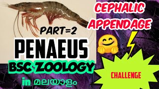 BSC ZOOLOGYARTHROPODAPENAEUSCEPHALIC APPENDAGESEM ONEIN മലയാളം [upl. by Ardnahs]