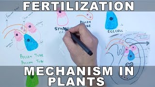 Fertilization Mechanism in Plants [upl. by Adekram]