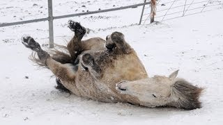 Horses Playing in Snow [upl. by Coussoule705]