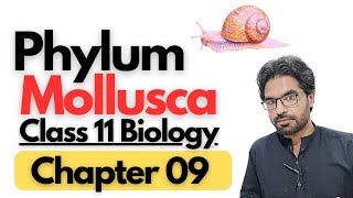 Phylum Mollusca General Characteristics and overview [upl. by Mervin443]