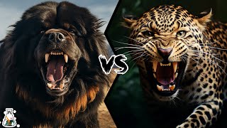 TIBETAN MASTIFF VS LEOPARD  Who Would Win a Fight [upl. by Downes753]