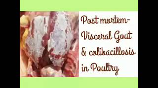 Post mortem lesion of a visceral gout and colibacillosis [upl. by Bortz]