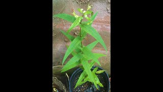 Old Native Medicine  Come meet Boneset [upl. by Baggott]