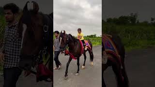 Horse video 🐎  horse horses ghoda horseriding horselover ytvideo shortsfeed dhruhi [upl. by Hui]