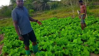 Kilimo cha mboga mbogavegetables [upl. by Butch]