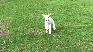 Cute baby lamb has a loud baa [upl. by Norok]