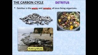 The Carbon Cycle PowerPoint  Tangstar Science [upl. by Egarton]