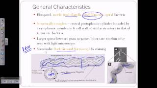 Spirochetes introductiion [upl. by Sido]