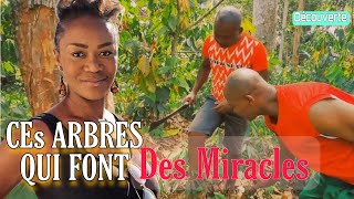 Ces arbres qui font des miracles notre vraie richesse [upl. by Cati]