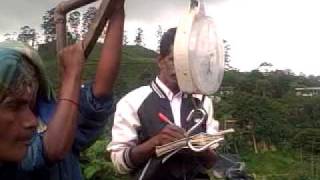 Sri Lanka Tea Plantation workers [upl. by Aicilas]