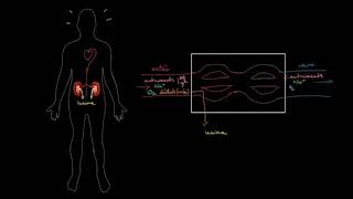 Anatomie et fonctionnement des reins [upl. by Lebezej952]