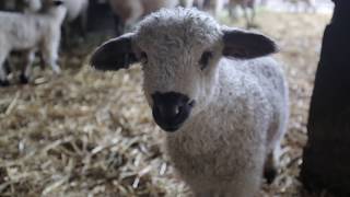 First Swiss Valais Blacknose Sheep in the USA [upl. by Mont]