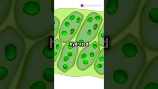 What is a Vacuole Explained biology facts cellbiology science highlights knowledge yt [upl. by Lyndes832]