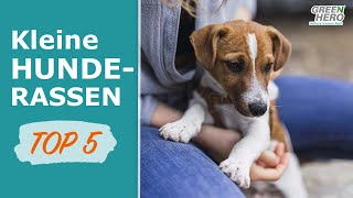 Kleine Hunderassen 🐶 TOP 5 der beliebtesten kleinen Hunde [upl. by Ardnnaed]