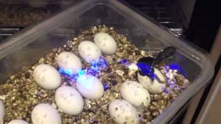 Chelodina setup and live hatching [upl. by Roch351]