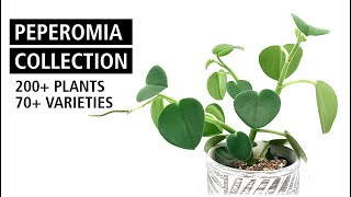 HUGE Peperomia Collection Tour with 70 Different Species and Cultivars  Plant Collection Ep 2 [upl. by Mame]