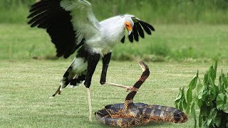 King Cobra Vs Secretary Bird In A Big Fights Who Will Win [upl. by Arnst]