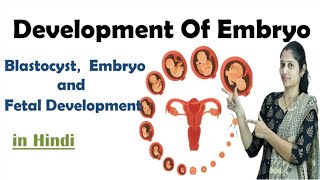 Pregnancy  Development of Embryo  In Hindi  NEET  Embryo development  NEET  MHTCET [upl. by Jaye]