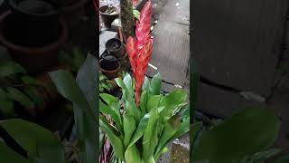 New collection  Bromeliads  Guzmania  Nursery Garden Series Ep  12  indoorplants [upl. by Tadashi]