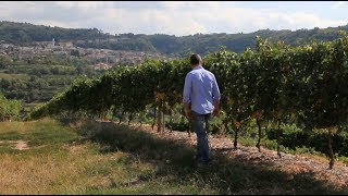 Nicola Biscardo Selections  Marchesi Biscardo Vineyards [upl. by Aihsilef829]