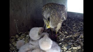 Kestrels Nesting amp hatching [upl. by Arag24]