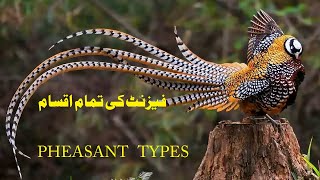 Pheasant Types  Pheasant Species  Beautiful Pheasant  Total Pheasant  Beautiful Birds [upl. by Dmitri]