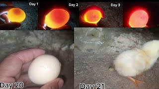 Egg Candling Day 1 to Day 21  Amazing development of Chicks aoneaseel [upl. by Enecnarf]