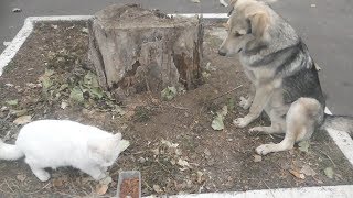 Hungry cat and friendly stray dog [upl. by Shiff]