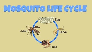 Mosquito Life Cycle  Life Cycle of a Mosquito [upl. by Jameson]