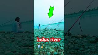 Live fishing rods hunting by indus river my village life fish [upl. by Barny]