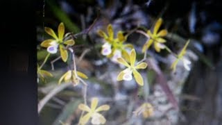 Encyclia tampensis  Epidendrum tampense  butterfly orchid  Species orchid of Florida [upl. by Derraj]