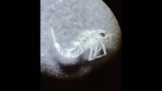 Aquatic life zooplankton invertebrates macro invertebrates fishes [upl. by Callie]