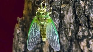 Cicada Molting  Nature Time Lapse Cicala fa la muta [upl. by Nicole879]